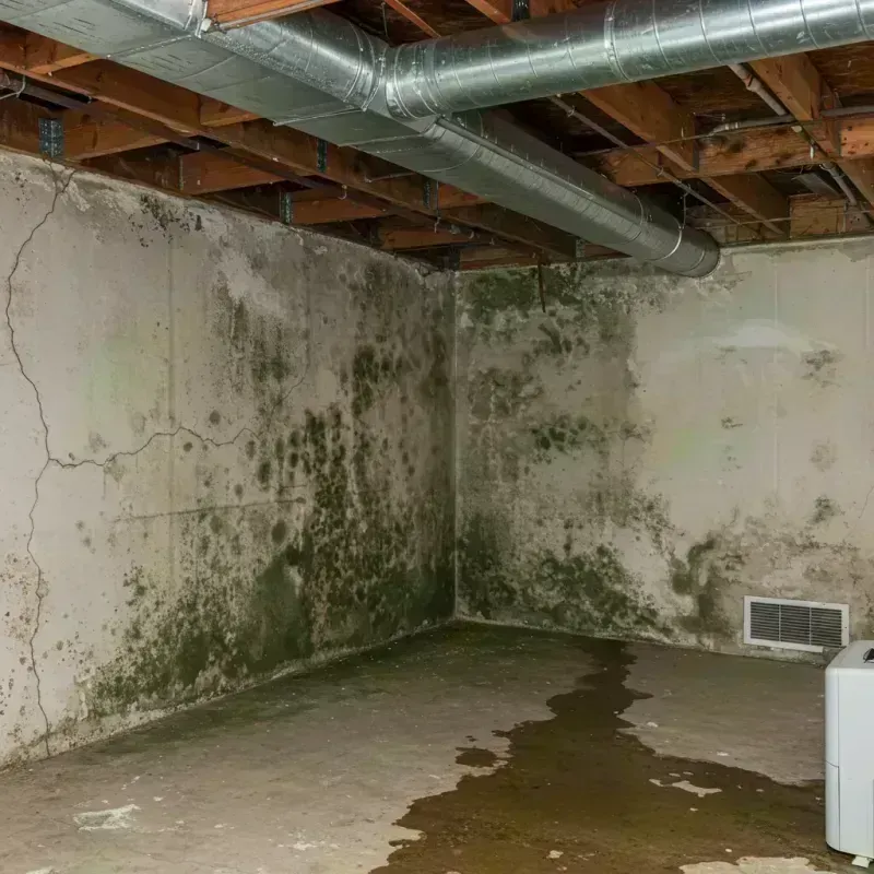 Professional Mold Removal in Gallatin County, KY